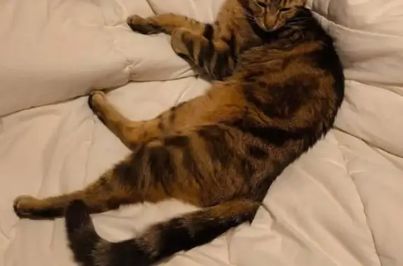 Chat tigré Ulysse perdu à Chauray - photo
