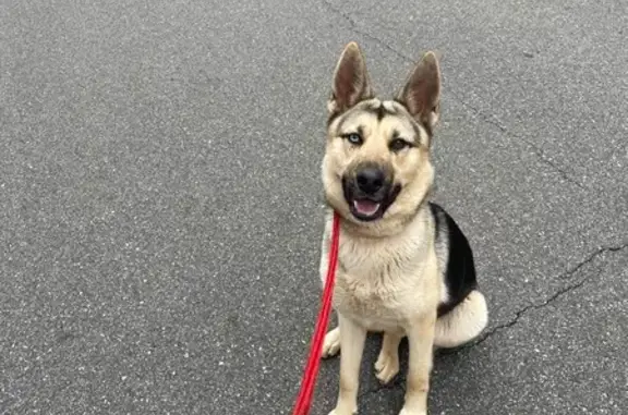 Help Find Lilo: Missing Dog in...