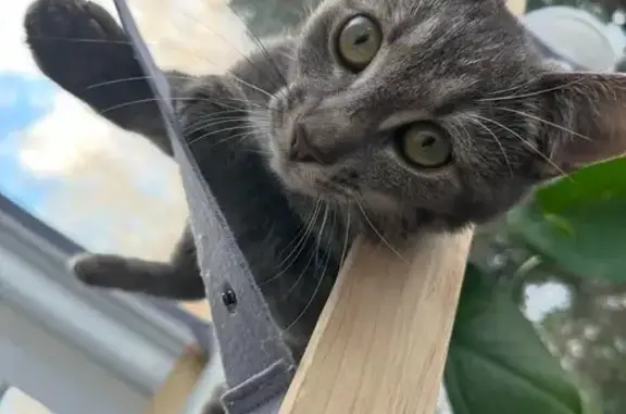 Help Find Tiny Grey Cat in Att...