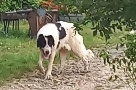 Chien trouvé , photo: Chien noir et blanc trouvé à Moncor