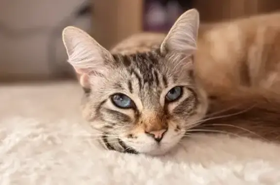 Animaux perdus Pau, photo: Chat perdu, blanc tacheté, Avenue Saragosse