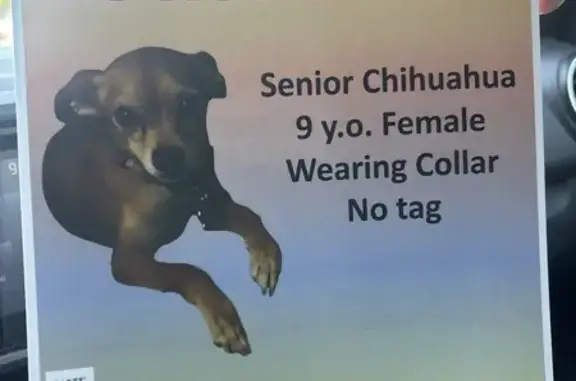 Lost Skittish Dog in Tempe - H...