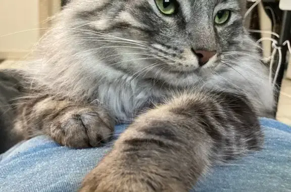 Animaux perdus Nantes, photo: Perdu : chat européen tigré à Nantes