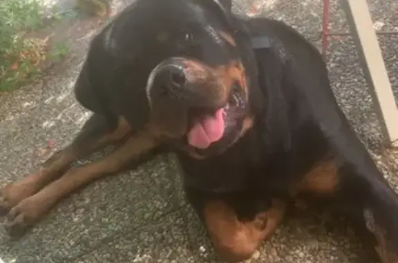 Rottweiler perdu à Saint-Gervasy, aidez-nous - photo