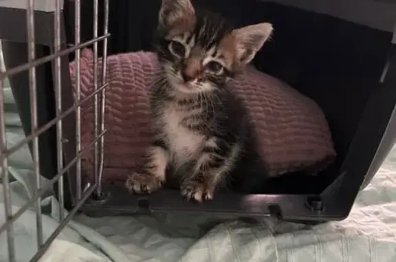 Animales encontrados , foto: Gatito Gris Rescatado en Gelves: ¡Ayuda!