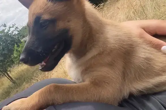 Chiot Malinois perdu à Parigné-l'Évêque - photo