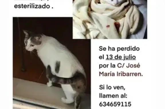 ¡Gato Perdido en Tudela! Blanco y Atigrado