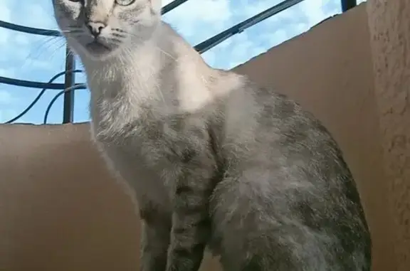 Gata Perdida: Rayada con Cola Oscura en Callosa