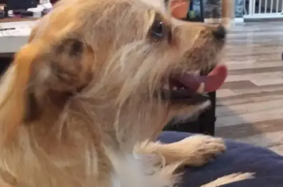 Friendly Lost Dog on Walnut Lane