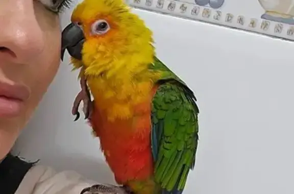 ¡Loro Aratinga Perdido en Gavà! Ayuda