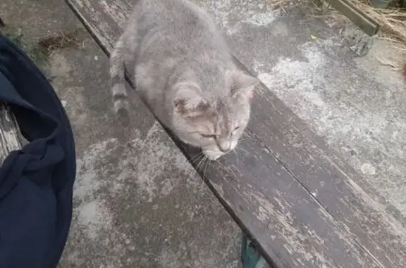 Chatte gestante perdue à Voussac - photo