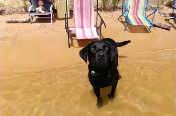 Lost Dog Mako: Black with Whit...
