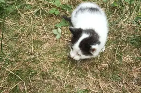 Chat perdu, Mézy-sur-Seine, photo: Chat perdu: blanc taches noires, Mézy-sur-Seine