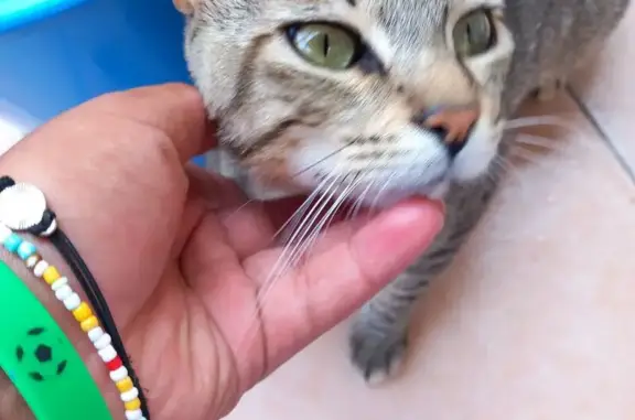 Gato gris con collar fosforescente perdido
