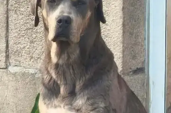 Chien perdu après feux d'artifice à Lannion - photo