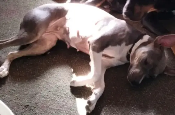 Lost Dog: White & Gray, Blue C...
