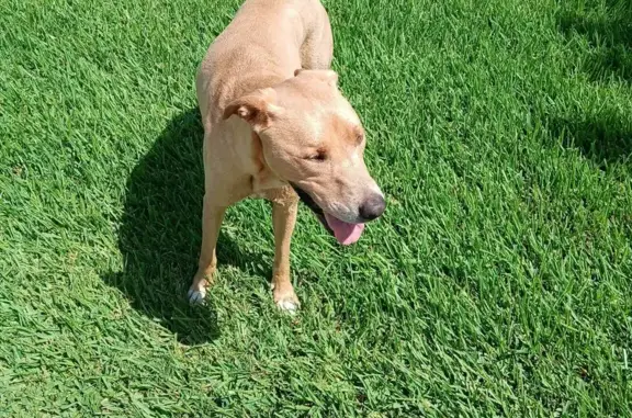 Found dog Houston, photo: Found: Friendly Light Brown Dog in 8007