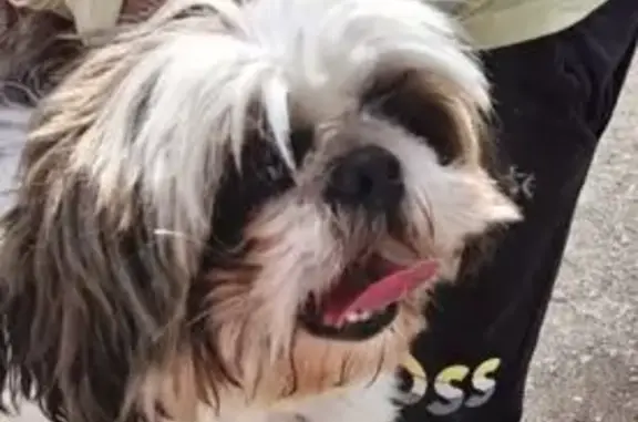 Chien trouvé assoiffé et sociable à Saran - photo