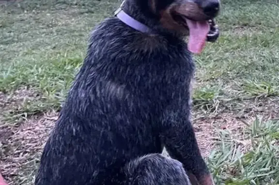 ¡Se Busca! Cachorra Pastor Per...