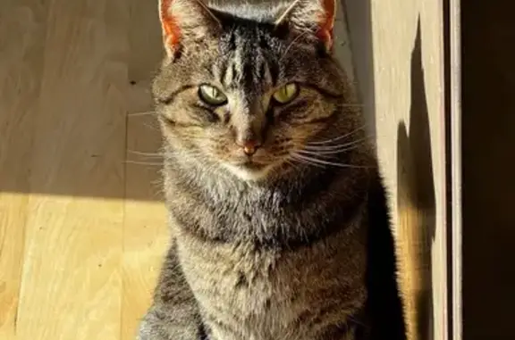 Lost Brown Tabby Cat in Sioux...