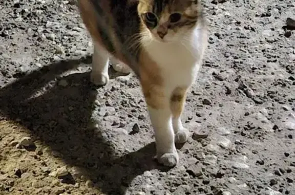 Chat trouvé Saintes, photo: Chatte Isabelle trouvée à Saintes