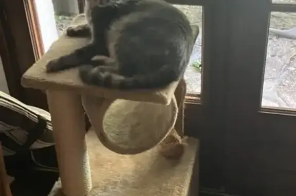 Chat perdu : Jeune tigré à Vaulnaveys - photo