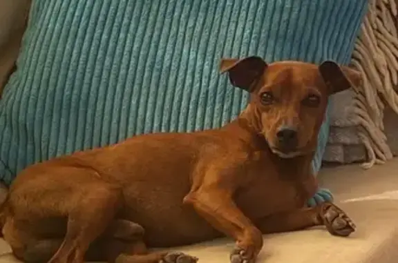 Perro perdido en Murcia: Bruno amigable