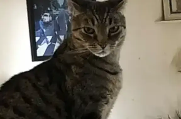 Lost 13-Year-Old Male Tabby in Onkaparinga