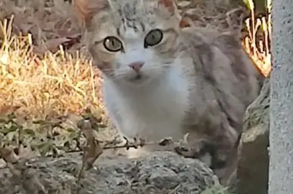 Chat tigré craintif trouvé à Lançon-Provence - photo