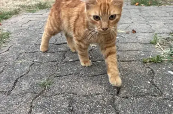 Animaux trouvés Vierzon, photo: Chaton roux sociable trouvé à Vierzon