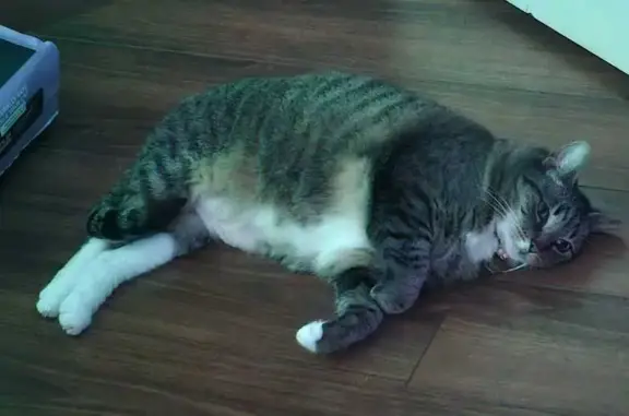 Help Find Marley: Lost Tabby in RSM