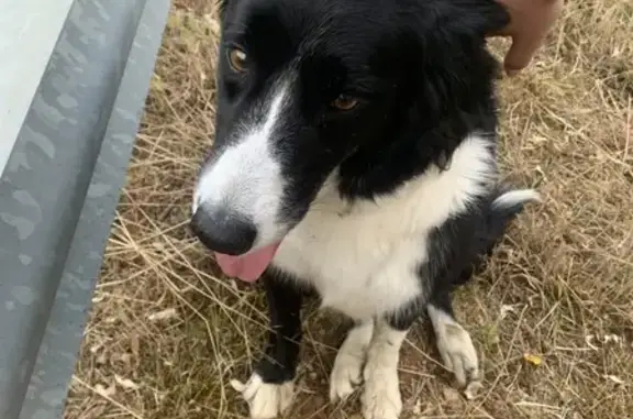 Chien trouvé Leyment, photo: Border collie femelle trouvée à Leyment