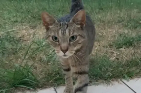 Animaux trouvés , photo: Chat gris rayé sociable trouvé à Lalieyre