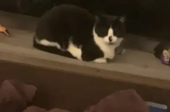 Lost Black & White Cat on Tabe...