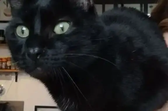 Animaux perdus Ouistreham, photo: Chat noir José disparu à Ouistreham