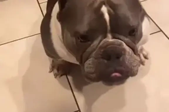 Friendly Lost Dog Blue in Phoenix