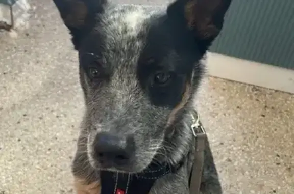 Lost pets , photo: Lost Tri-Color Dog in West Torrens