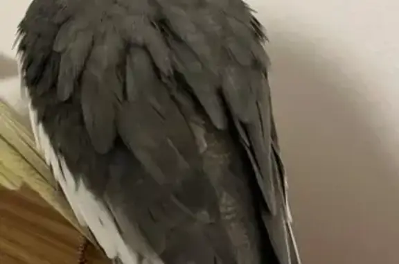 Lost Bird: Friendly, Singing Cockatiel