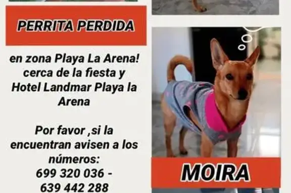 Perro Perdido: Asustado por Fuegos Artificiales