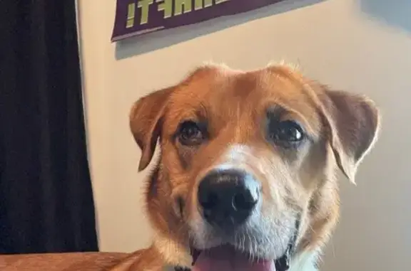 Found dog West Carrollton, photo: Found: Brown/White Dog in West Carrollton