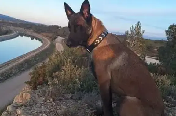 Chien perdu à Fos-sur-Mer : Rex, 2 ans - photo