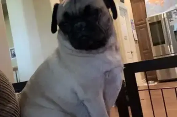 Lost Fawn Dog: Black Face, Roy Area