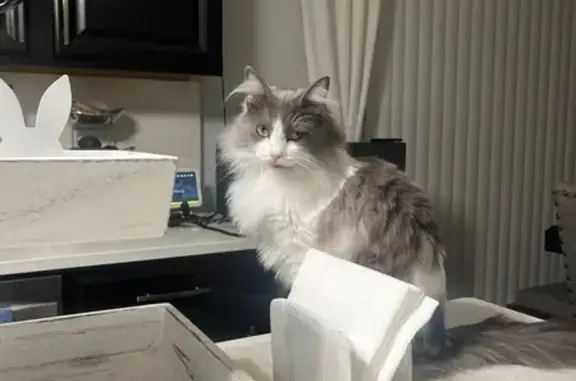 Lost Cat: Pink Toes & Furry Tail Found