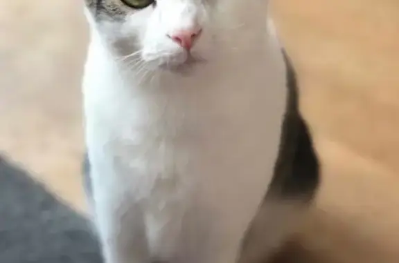 Lost and found pets Pineville, photo: Lost Shy Cat: Meeko Missing in Danby