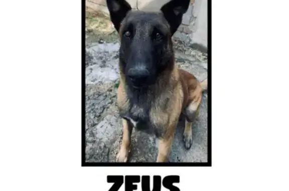 Perro Perdido en Vicente Guerrero, CDMX