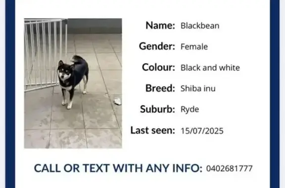 Lost Shiba Inu: Blackbean on Dorothy St
