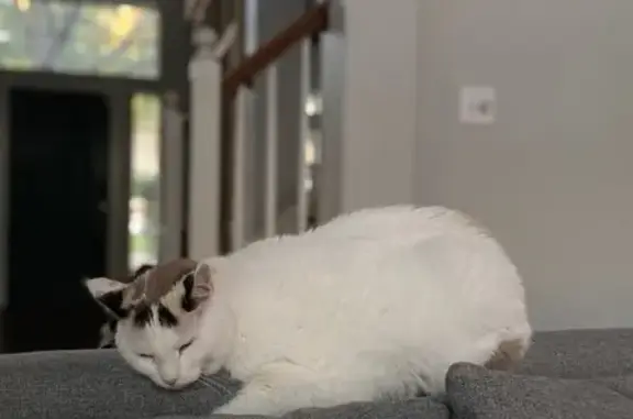 Lost: Friendly White Cat on Magnolia Lane
