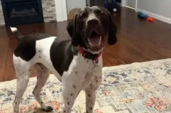Missing dog Tennessee Ridge, photo: Lost GSP Dog 'Memphis' in Jackson, TN