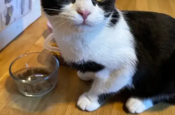 Found pets Beaverton, photo: Found Cat on SW Duncan Lane, Beaverton