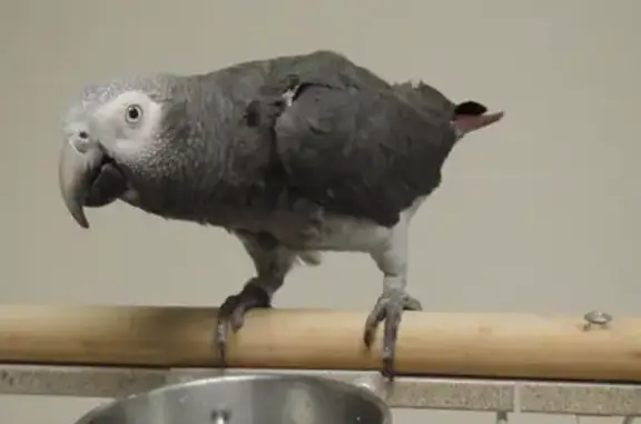 Lost pets Chicago, photo: Lost African Grey Parrot on N Mobile Ave
